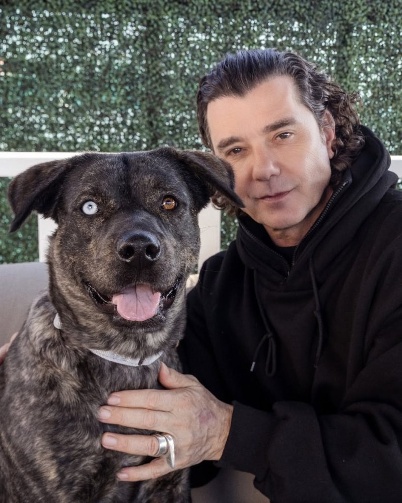 Who Doesn’t Love Rock And Puppies? BUSH Frontman GAVIN ROSSDALE To Feature Adoptable Dogs On His Socials, Calls It ’12 Days Of Dogmas’